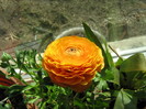 ranunculus(piciorul cocosului)