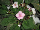Flori 2 013