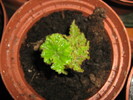 Flori 2 198