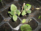gloxinica