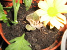 Flori 2 269
