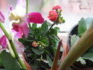 Flori 2 273