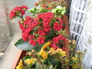 Flori 2 280