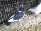 P19-03-11_15.50[1]