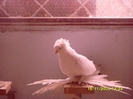 phoca_thumb_l_SNV34107