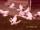 phoca_thumb_l_SNV34117
