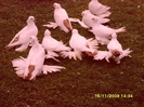 phoca_thumb_l_SNV34119
