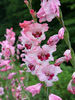 gladiolus hibridus