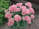 sedum