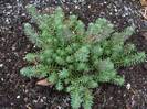 Sedum_reflexum_1Nov2005 :((((