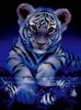 13551_Tiger
