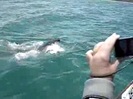 atac-de-rechin