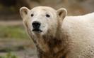 knut-polar-bear-