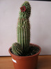 Hoodia pilifera 4 petale