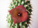 Hoodia pilifera 4 petale (7)