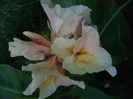 Canna Yellow (Humbert?)