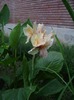 Canna Yellow (Humbert?)