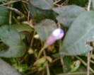 Imag007