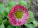 Bellis perennis (2011, March 21)