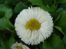 Bellis perennis (2011, March 21)