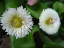 Bellis perennis (2011, March 21)
