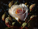 floral_art_collin_bogle (4)