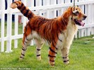 Tiger-Bow-Wow
