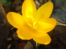 Crocus "Large Yellow"