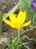 Crocus galben