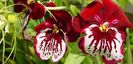 Miltonia__Orchid_card321