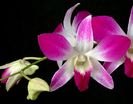 orhidee-florile-iubirii