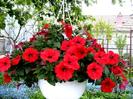 s6309760-flori-rosii