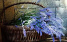 Lavanda