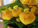 calceolaria