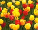 redyellow_tulips