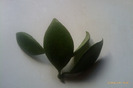 lacunosa ssp pallidflora
