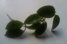 DS 70 green leaf