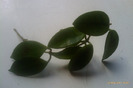 DS 70 green leaf