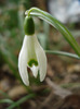 Snowdrop (2011, March 22)