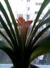 23.03.2011 clivia