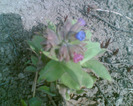 Picture 006