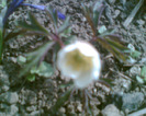 Picture 009