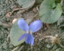 Picture 043