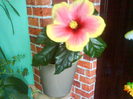 DSC04274