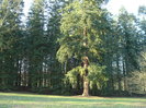 DSC07018