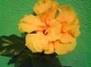 DSC01963