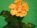 DSC01964