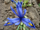 Iris reticulata Blue (2011, March 23)