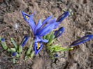 Iris reticulata Blue (2011, March 24)