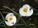 DSCI0011